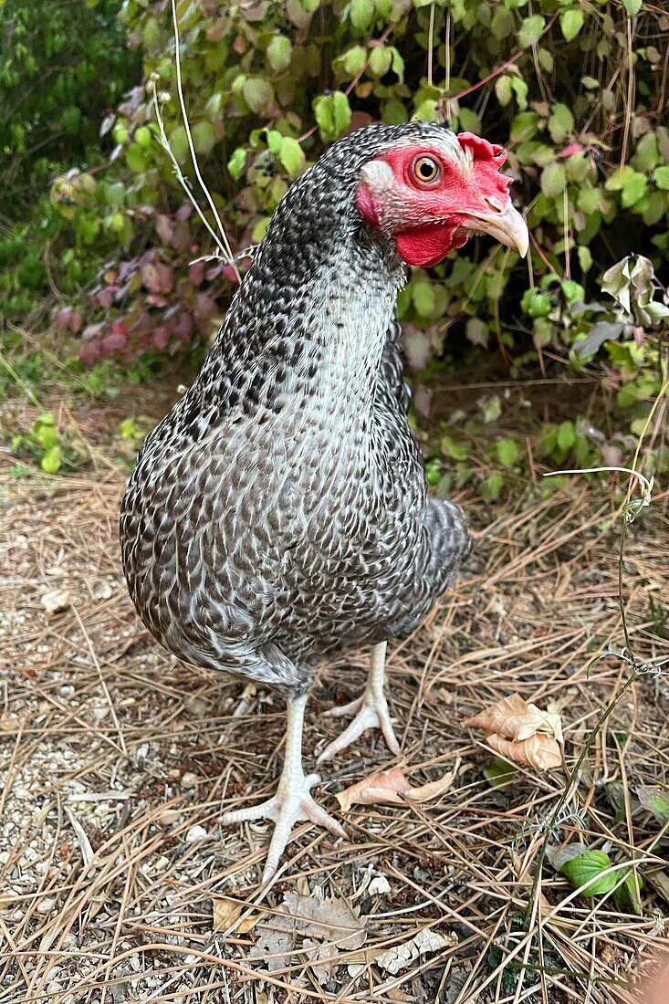 Neugieriges graues Huhn