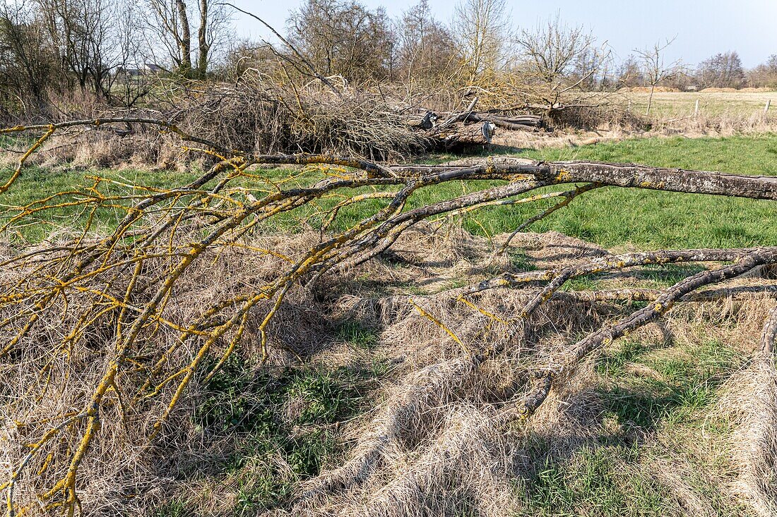 Umgestürzte Bäume am Flussufer, ungepflegte Ufer unter der Verantwortung der Anrainer, eure, normandie, frankreich