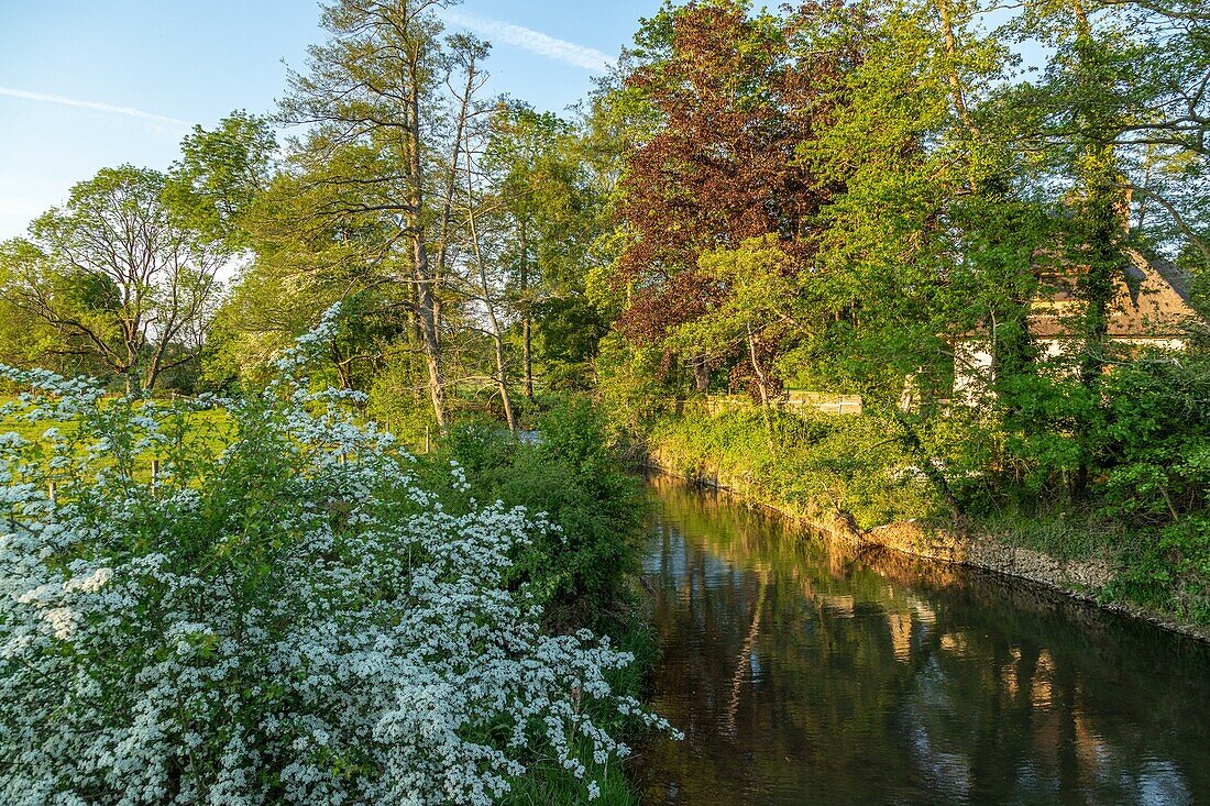 Banks of the river in the evening light, neaufles-auvergny, valley of the risle, eure, normandy, france
