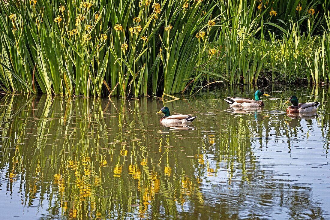 Wild mallard ducks, la gueroulde lake, breteuil-sur-iton, iton river valley, eure, normandy, france