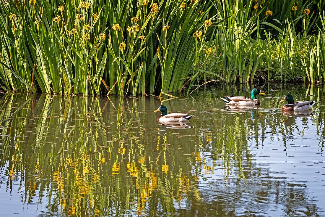 Wilde Stockenten, See von La Gueroulde, Breteuil-sur-iton, Iton-Tal, Eure, Normandie, Frankreich