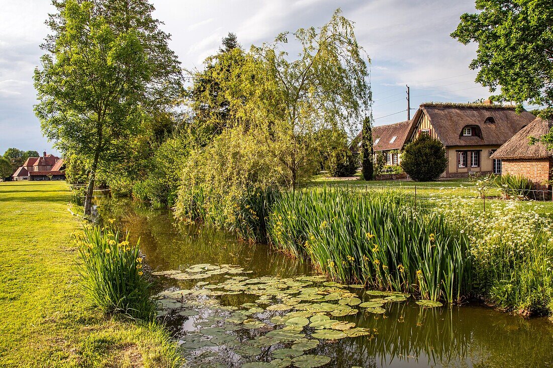 Normannisches Reetdachhaus an einem toten Flussarm, Tal der Risle, eure, normandie, frankreich