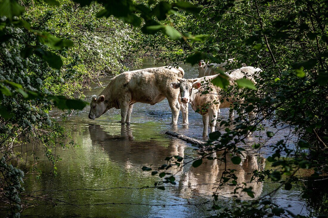 Eine Kuhherde trinkt Wasser aus dem Flussbett, Bourth, Iton-Tal, Eure, Normandie, Frankreich