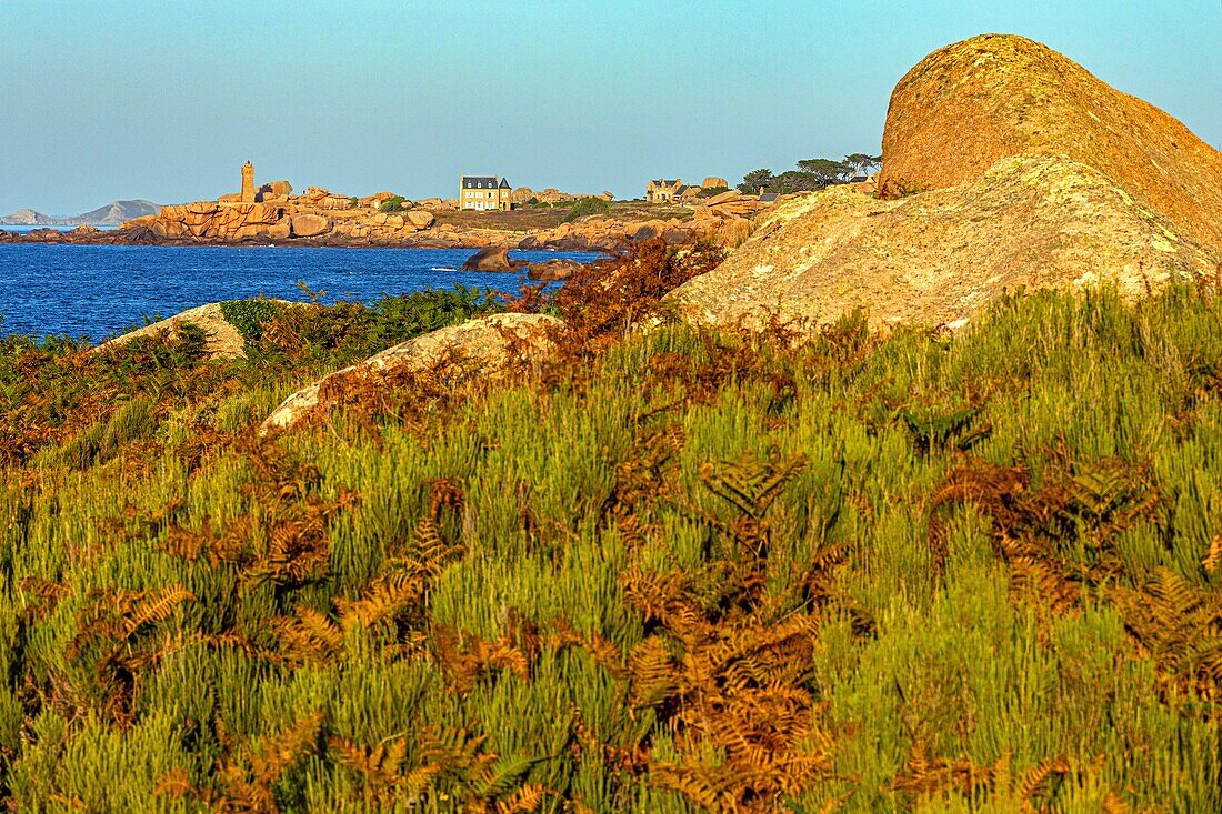 Blick auf den Leuchtturm von Ploumanach bei Sonnenuntergang, Naturraum mit Heide und Farnen, renote island point, tregastel, rosa Granitküste, cotes-d'armor, bretagne, frankreich