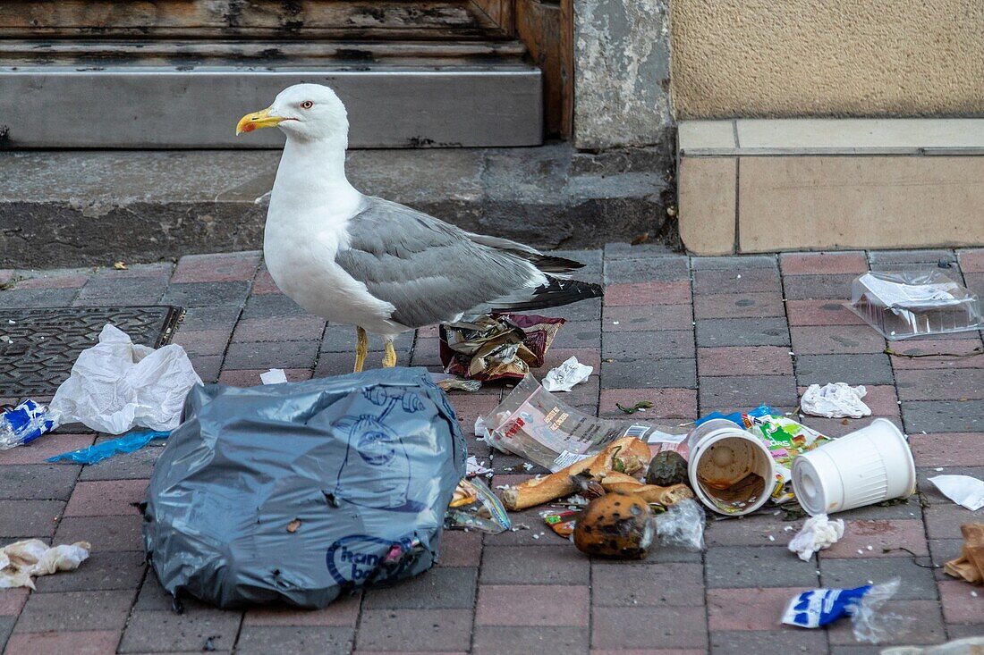 Seagulls eating the trash from a garbage bag in the street, sete, herault, occitanie, france