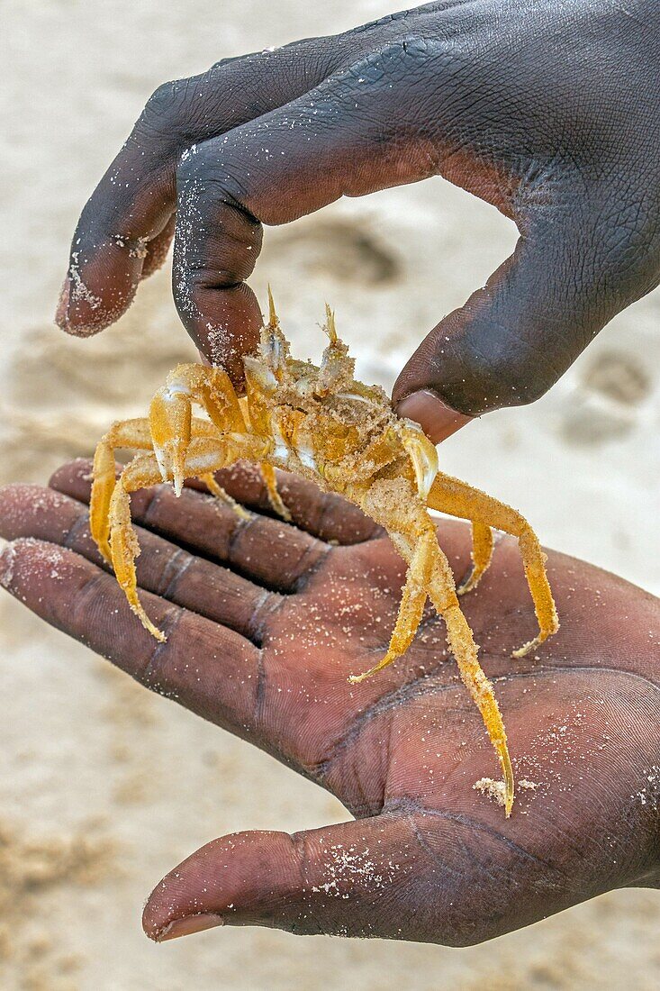 Gelbe Krabbe auf der Langue de Barbarie, Nationalpark der Region Sainte-Louis-du-Senegal, Senegal, Westafrika