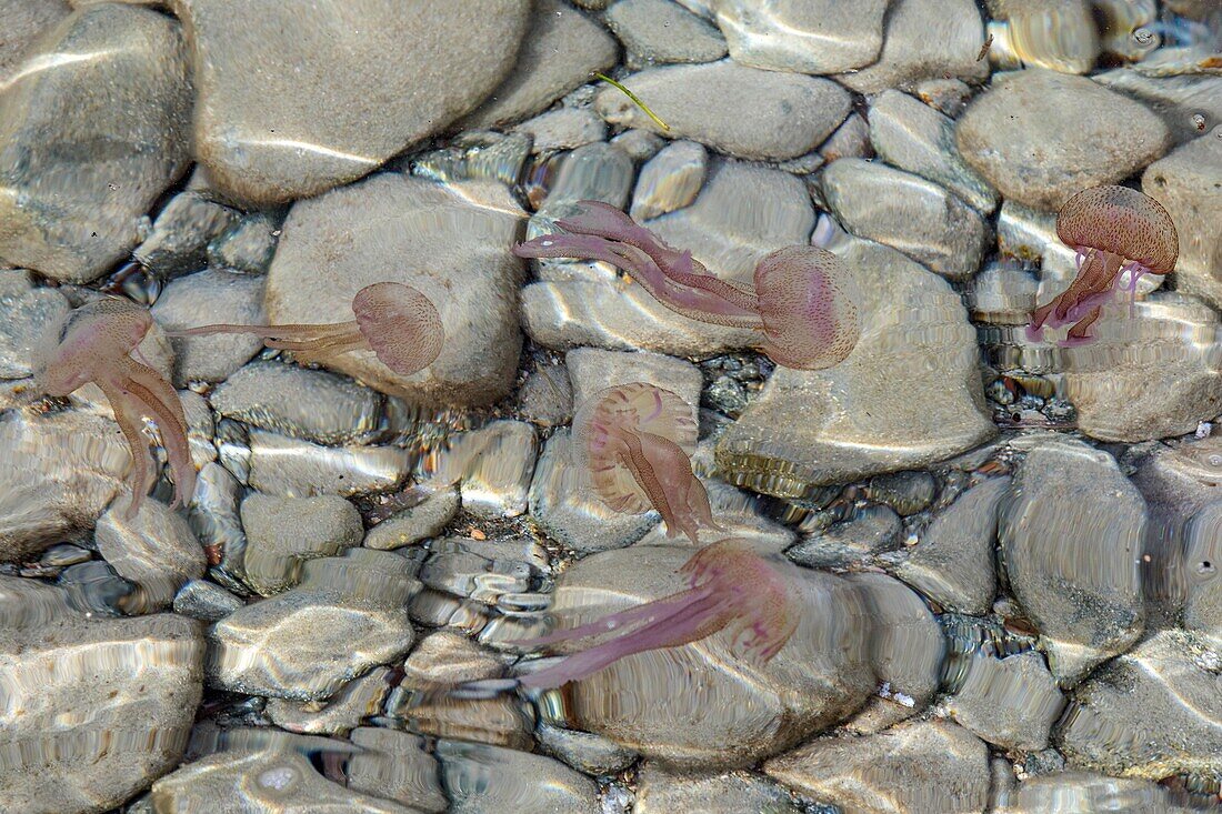 Group of pelagic jellyfish or purple-bitter which causes acute pain on the skin, cap esterel, saint-raphael, var, france