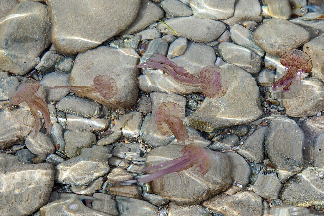 Gruppe von pelagischen Quallen oder violett-bitteren, die akute Schmerzen auf der Haut verursachen, cap esterel, saint-raphael, var, frankreich