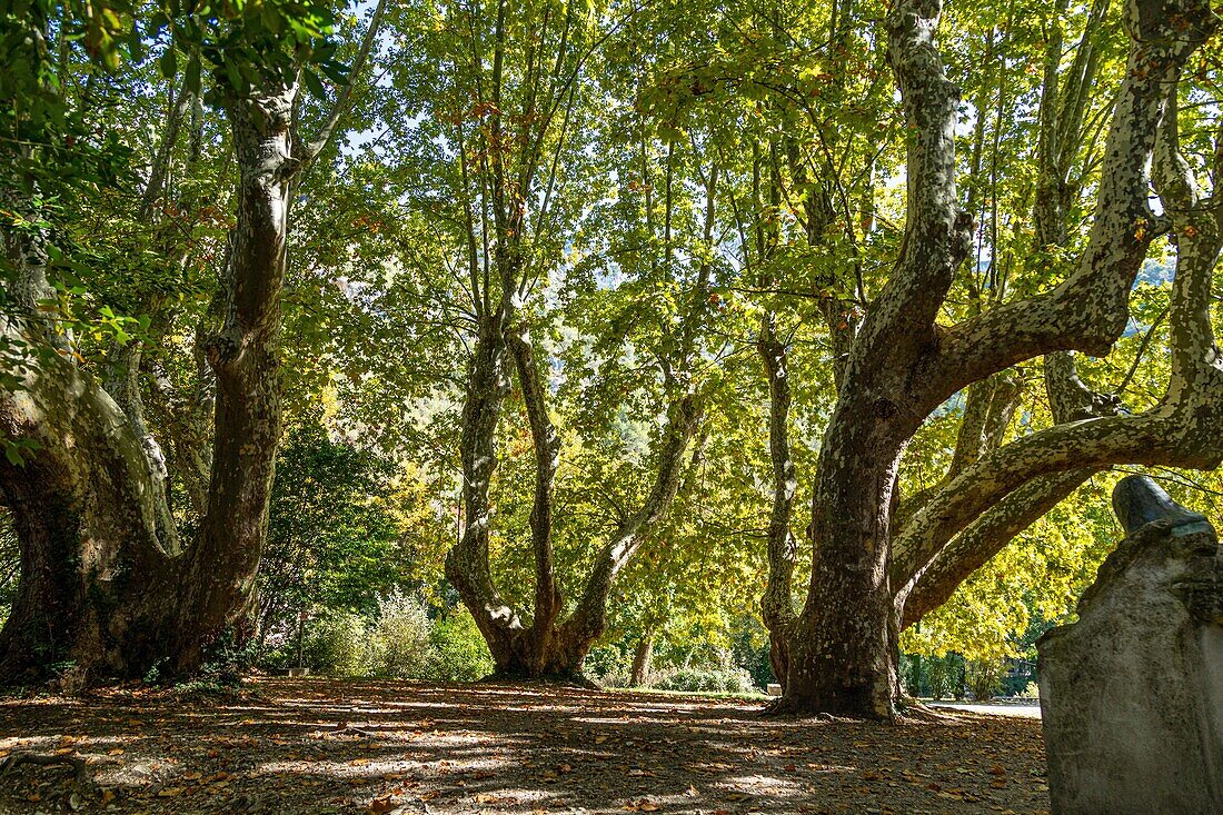 Die mehr als 200 Jahre alten Platanen im Garten des Petrarca-Museums an der Sorgue, Fontaine-de-Vaucluse, Frankreich