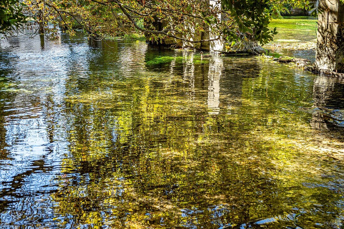 Das klare, reine Wasser der Sorgue, Fontaine-de-Vaucluse, Frankreich