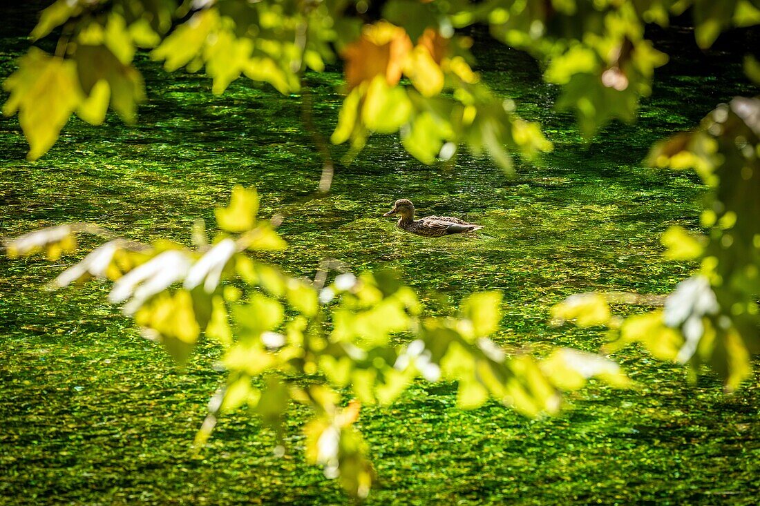 Stockente auf dem klaren, reinen Wasser der Sorgue, Fontaine-de-Vaucluse, Frankreich