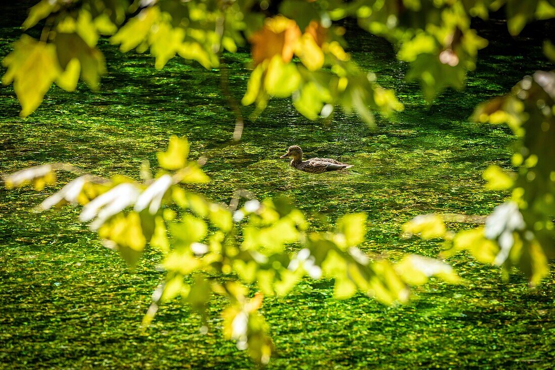 Wild mallard duck on the clear, pure water of the sorgue, fontaine-de-vaucluse, france