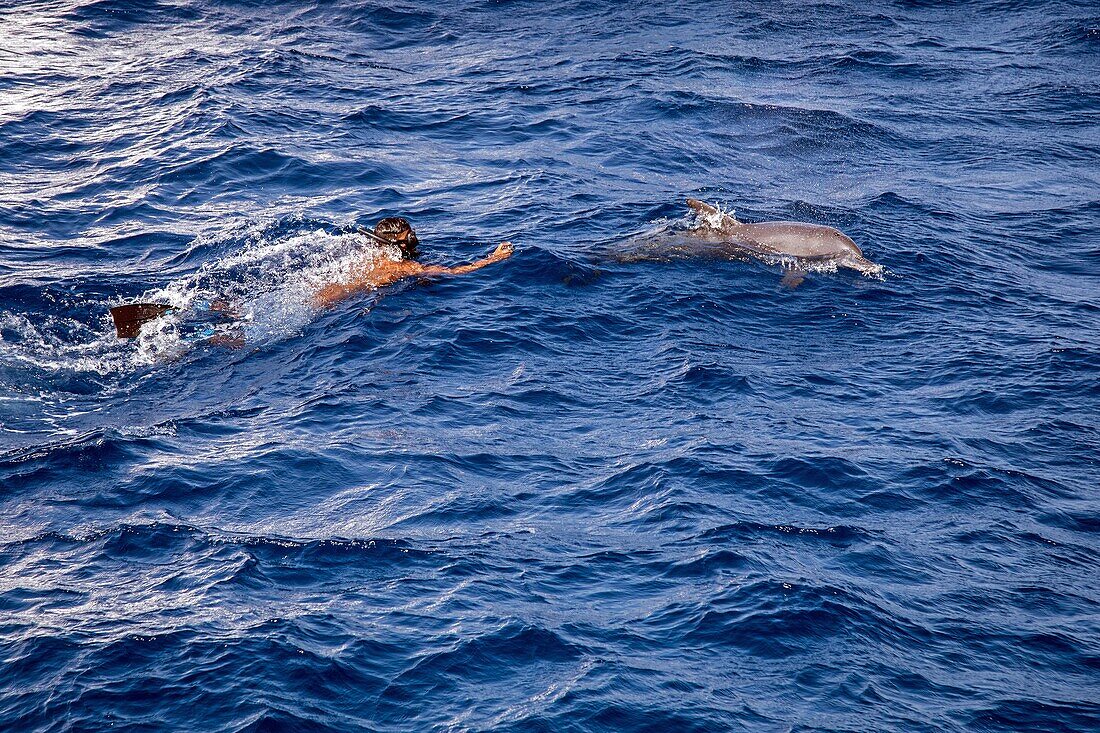 Scuba diving with the dolphins in the red sea, hurghada, egypt, africa