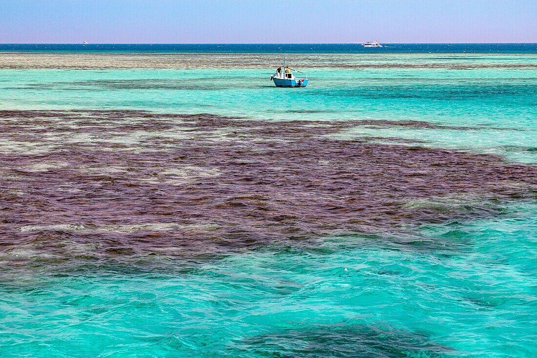 Tauchen in den Korallenriffen des Roten Meeres, Hurghada, Ägypten, Afrika