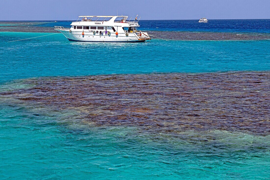 Diving in the coral reefs of the red sea, hurghada, egypt, africa