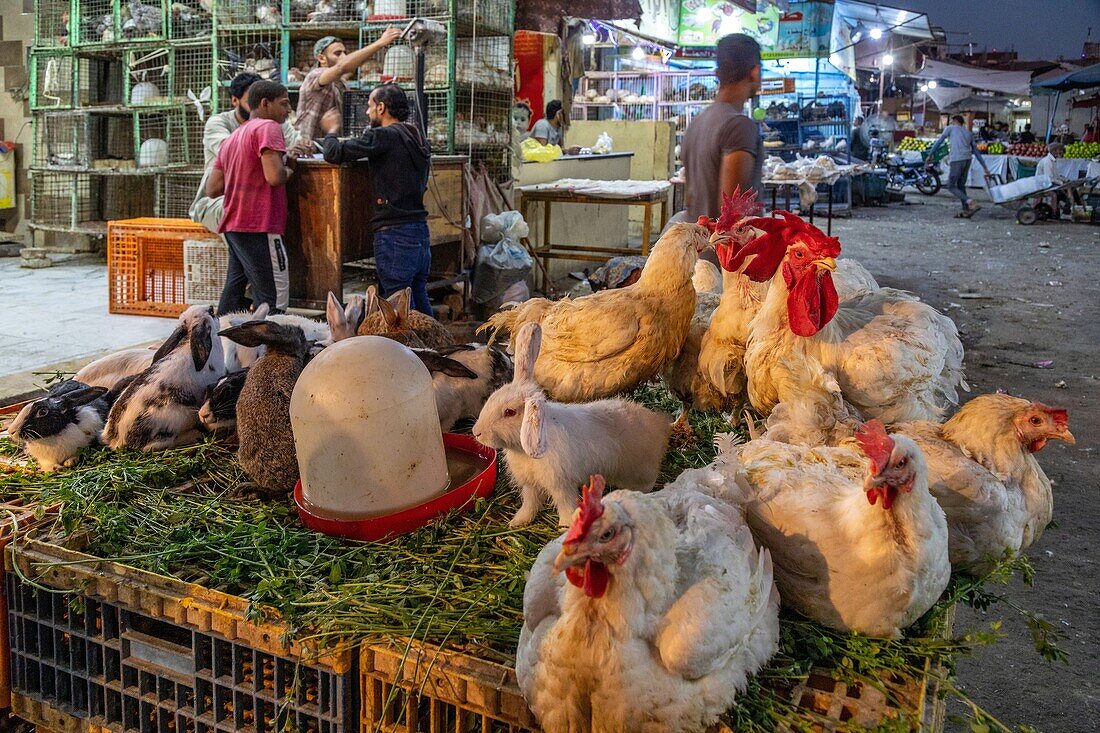 Hens and rabbits, stand selling poultry in the street across from the el dahar market, popular quarter in the old city, hurghada, egypt, africa