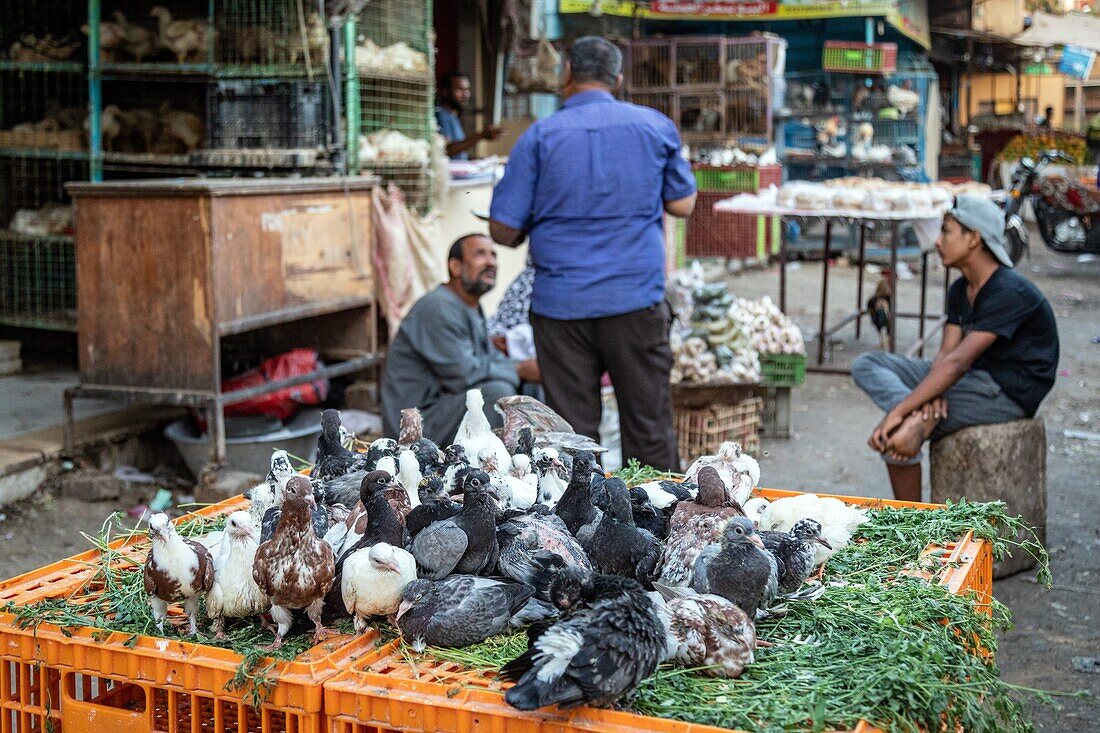 Tauben, Stand mit Geflügel in der Straße gegenüber dem El Dahar-Markt, beliebtes Viertel in der Altstadt, Hurghada, Ägypten, Afrika
