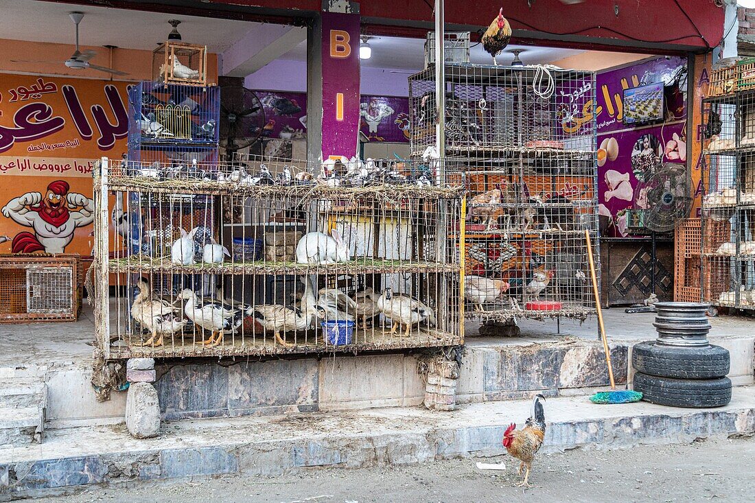 Hens and chickens, stand selling poultry in the street across from the el dahar market, popular quarter in the old city, hurghada, egypt, africa
