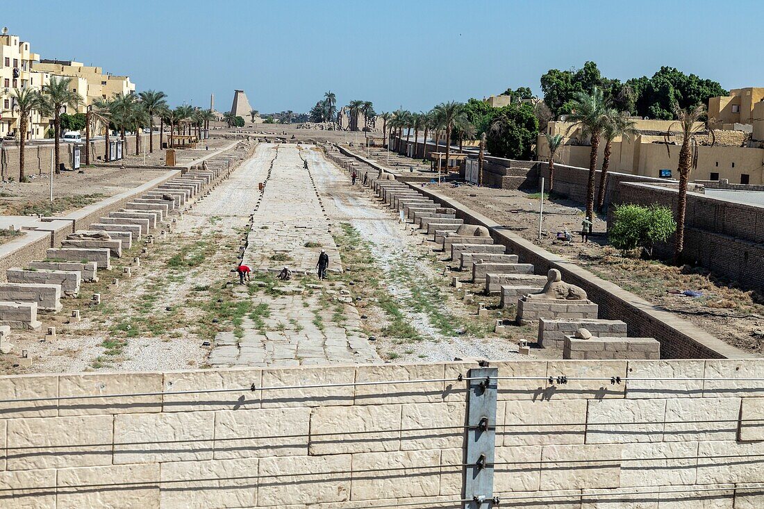 Avenue of sphinxes which links the the temple of amun-re to the temple of karnak, 3 km long, luxor, egypt, africa