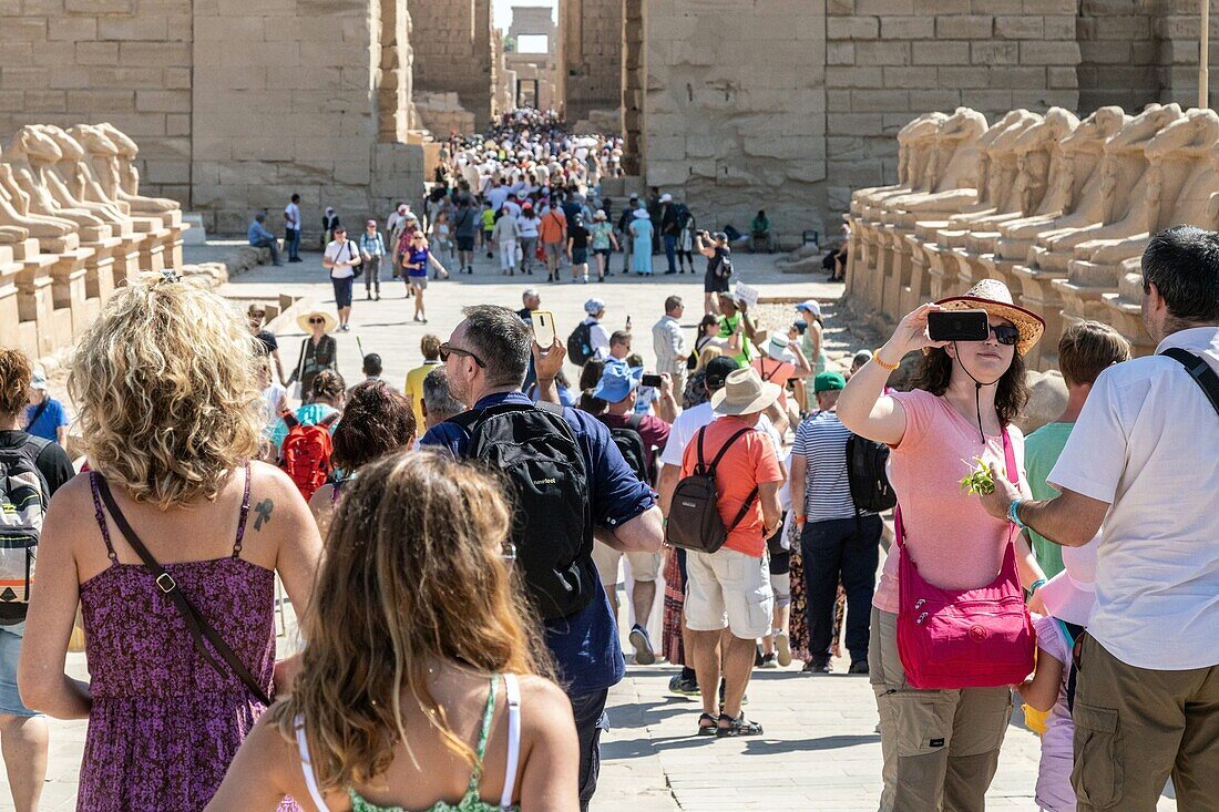 Crowd of tourists, dromos, avenue of lion-headed sphinxes leading to the entrance of the temple of karnak, luxor, egypt, africa