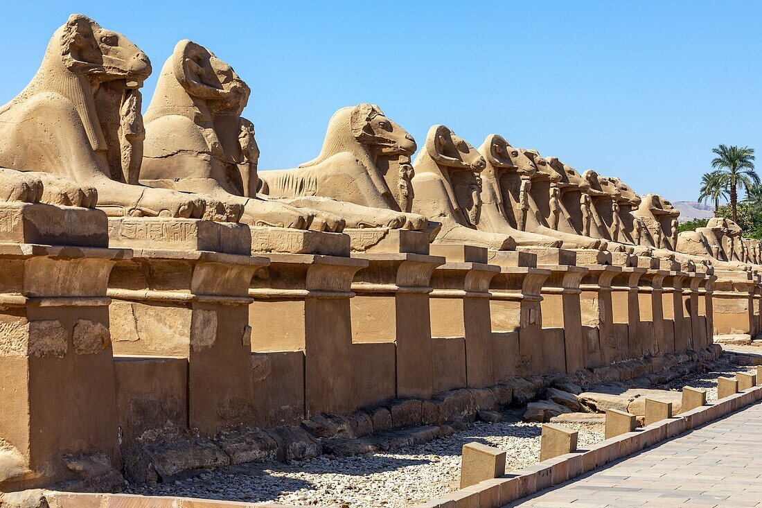 Dromos, avenue of lion-headed sphinxes leading to the entrance of the temple of karnak, luxor, egypt, africa
