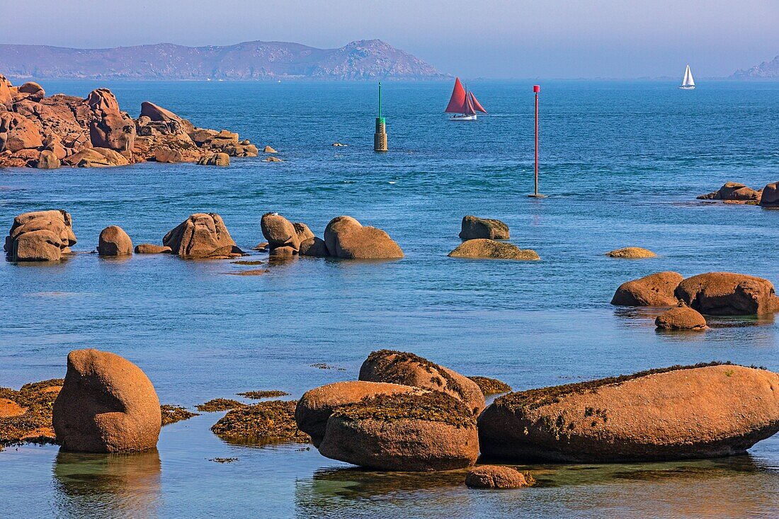 Sailboats viewed from the chemin des douaniers coastal path of ploumanac'h, cote de granit rose (pink granite coast), cotes-d'amor, brittany, france