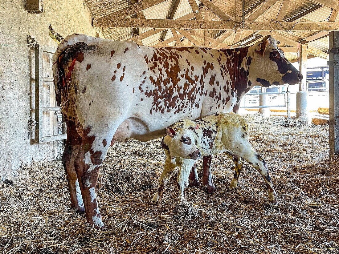 Normandie-Kuh mit ihrem neugeborenen Kalb im Stall des Bauern, saint-lo, manche, normandie, frankreich