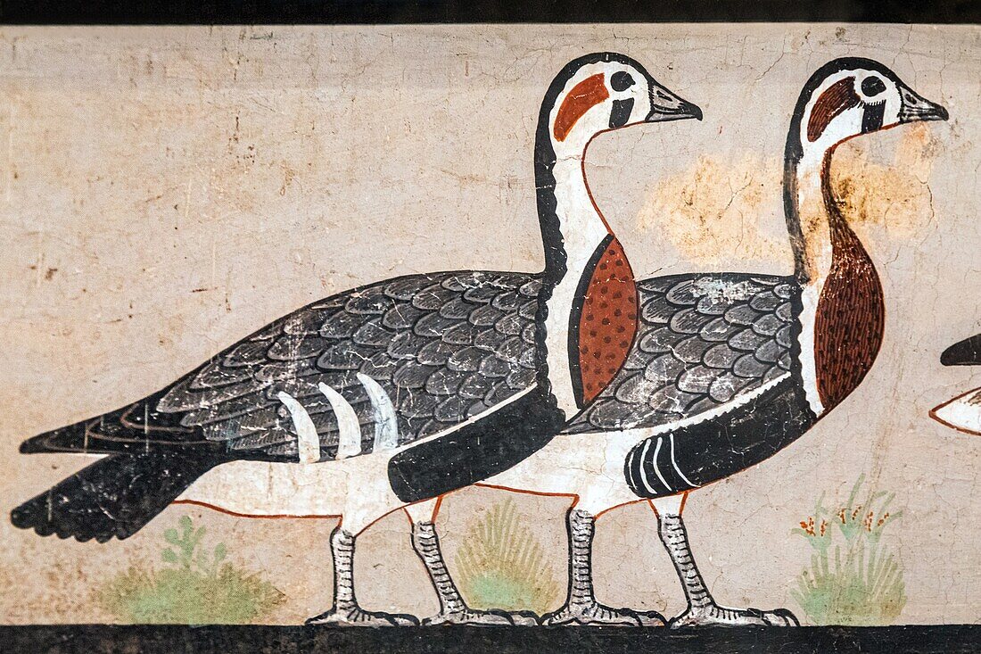 Gemälde einer heute ausgestorbenen Vogelart, gefunden in der mehr als 4600 Jahre alten Grabkapelle von Itet, Ägyptisches Museum von Kairo, das dem ägyptischen Altertum gewidmet ist, Kairo, Ägypten, Afrika