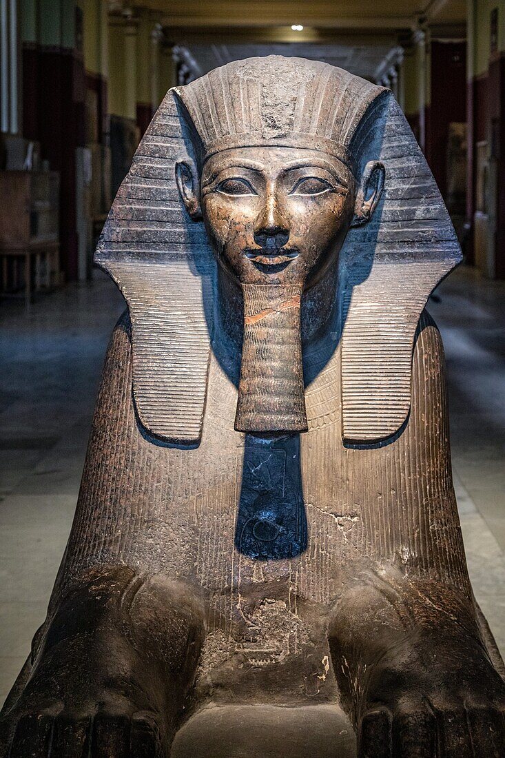 Sphinx of queen hatshepsut of the 18th dynasty, egyptian museum of cairo devoted to egyptian antiquity, cairo, egypt, africa