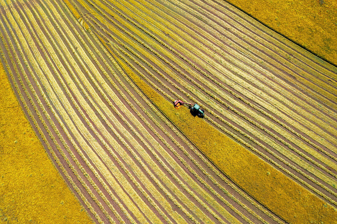 Luftaufnahme eines Traktors auf einem Feld, der Gras für Heu mäht, Provinz Frosinone, Region Ciociaria, Latium, Mittelitalien, Italien