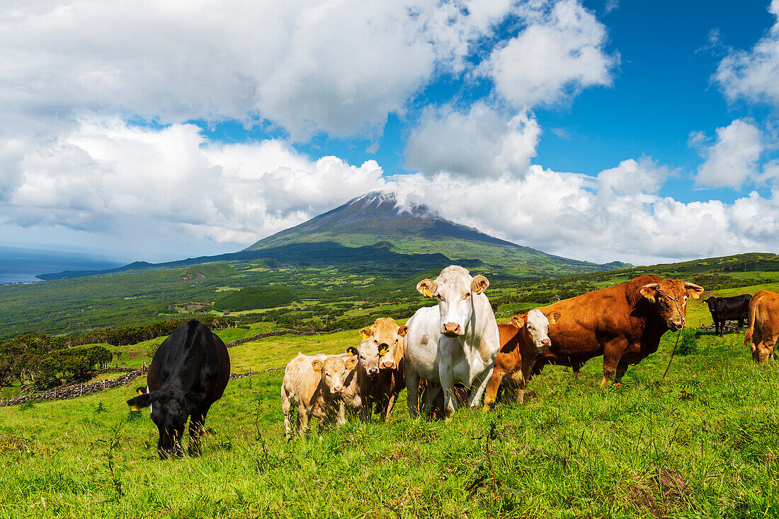 Kühe auf einer grünen Weide mit dem Berg Pico im Hintergrund, Gemeinde Lajes do Pico, Insel Pico (Ilha do Pico), Azoren-Archipel, Portugal, Europa