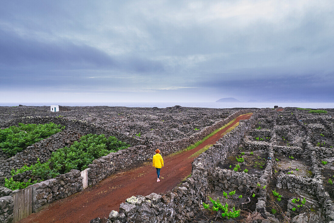 Frau geht den Weg zwischen Weinbergen und Trockenmauer von oben, Madalena, Gemeinde Madalena, Insel Pico (Ilha do Pico), Azoren-Archipel, Portugal, Europa