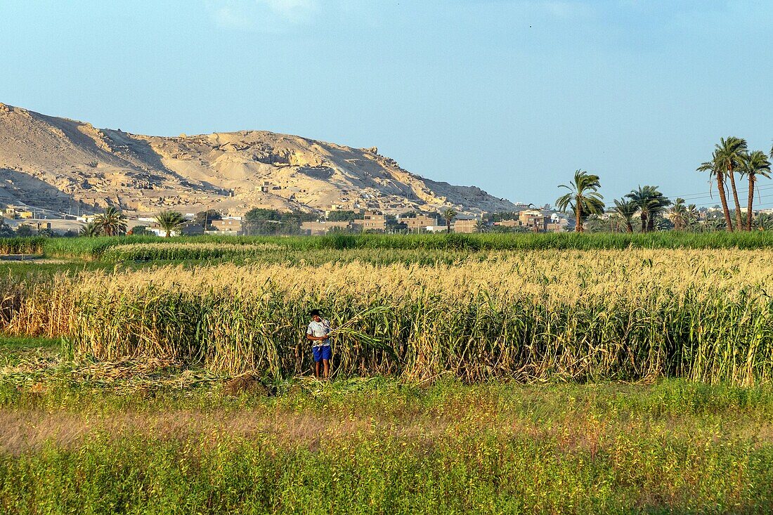 Corn crops in the valley of the kings, luxor, egypt, africa