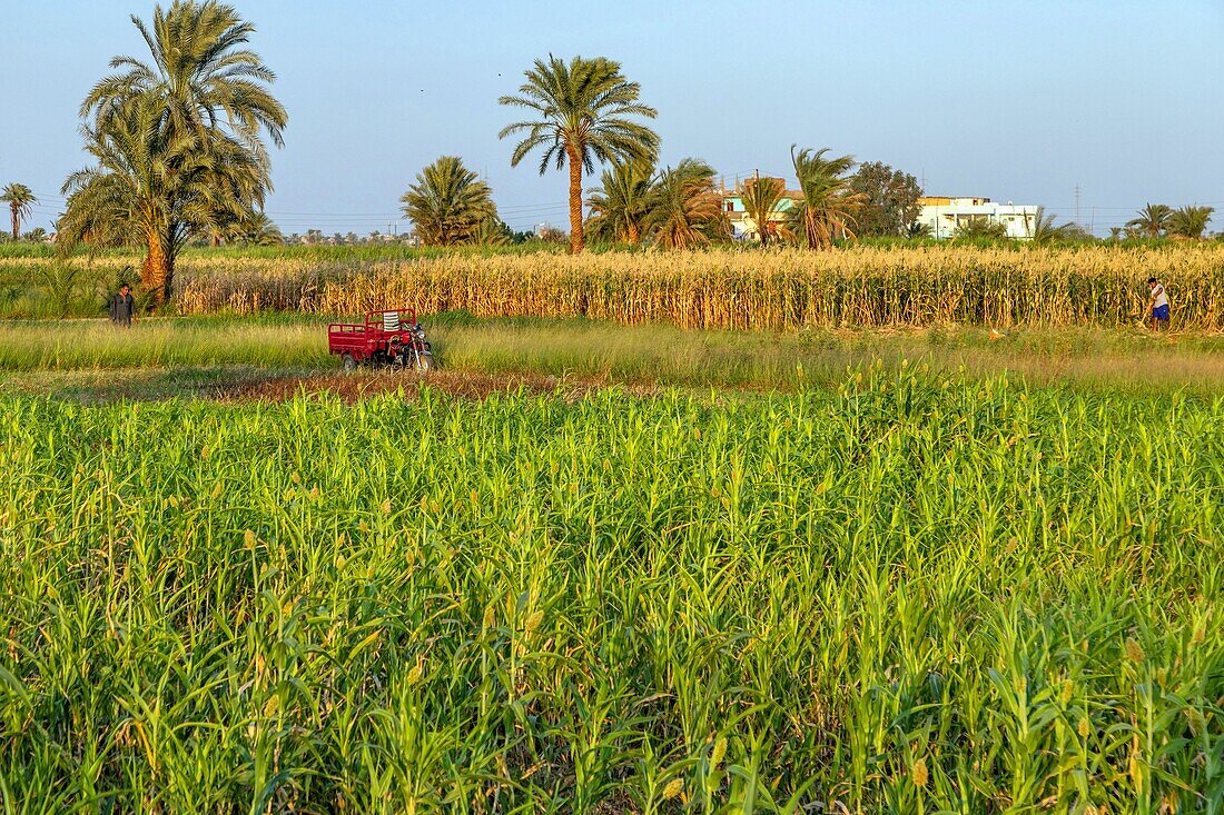 Corn crops in the valley of the kings, luxor, egypt, africa