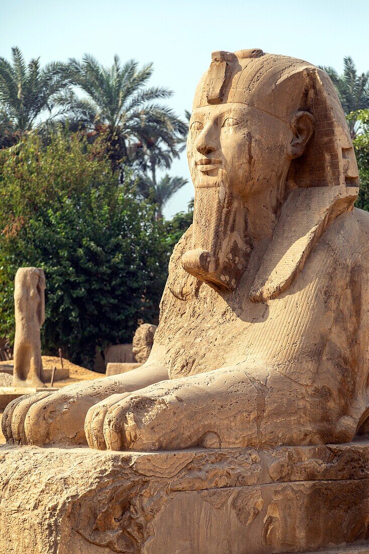 sphinx von memphis, die grösste bekannte statue aus alabaster, mit rahina open-air museum, von der unesco zum weltkulturerbe erklärt, kairo, ägypten, afrika