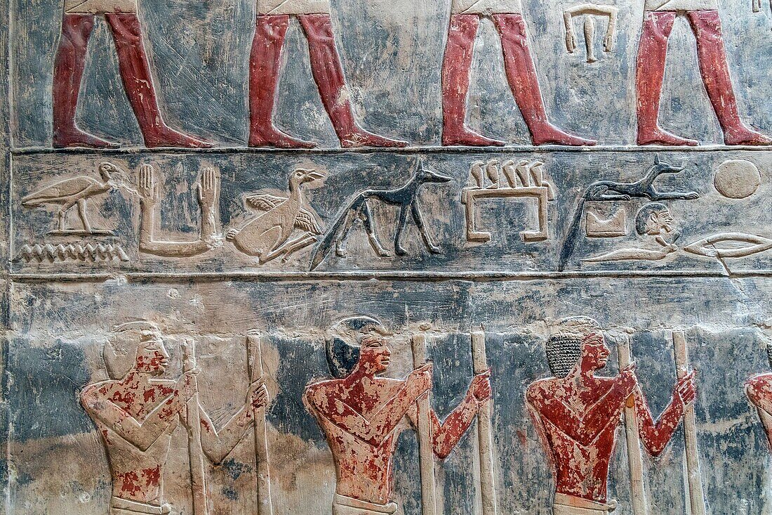 Farm work, bas-relief in the mastaba of kagemni, vizier during the reign of king teti, saqqara necropolis, region of memphis, former capital of ancient egypt, cairo, egypt, africa