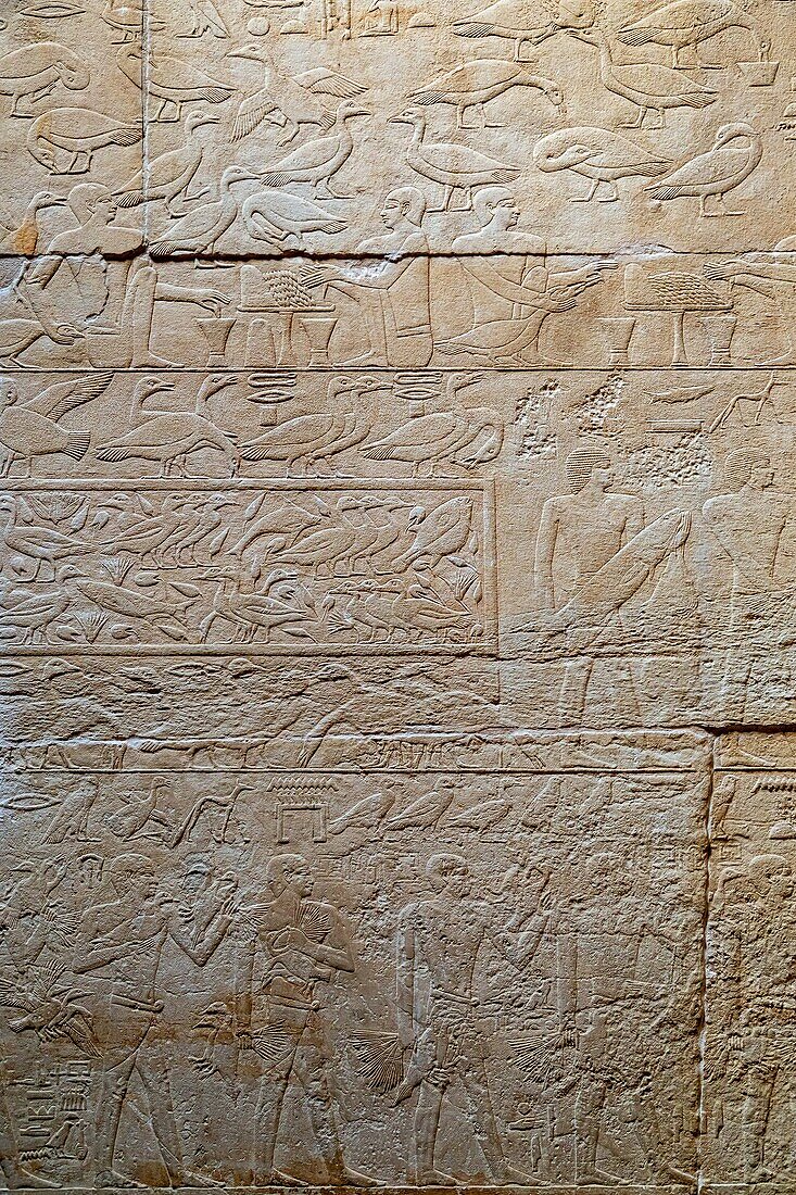 Bauernhofarbeit mit einer Darstellung von Gänsen, Flachrelief in der Mastaba von Kagemni, Wesir während der Herrschaft von König Teti, Nekropole von Sakkara, Region Memphis, ehemalige Hauptstadt des Alten Ägypten, Kairo, Ägypten, Afrika