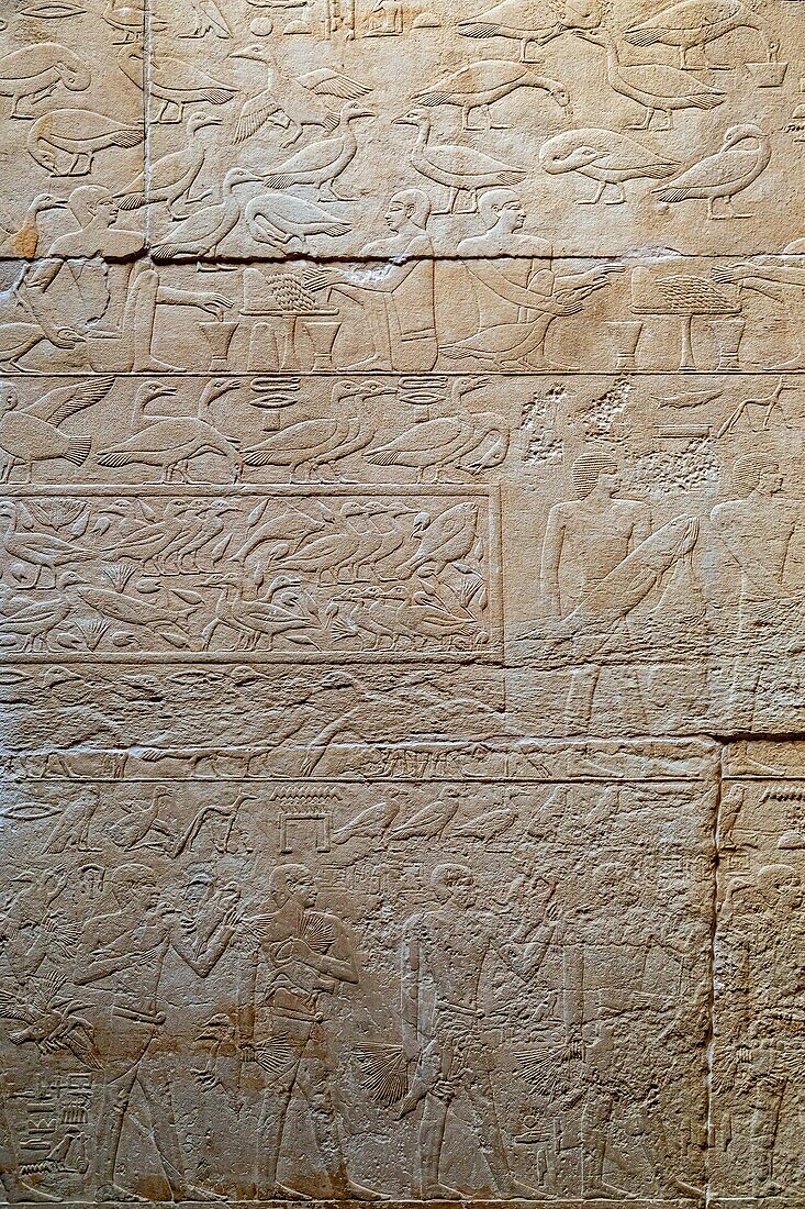 Farm work with a representation of the gavage of geese, bas-relief in the mastaba of kagemni, vizier during the reign of king teti, saqqara necropolis, region of memphis, former capital of ancient egypt, cairo, egypt, africa