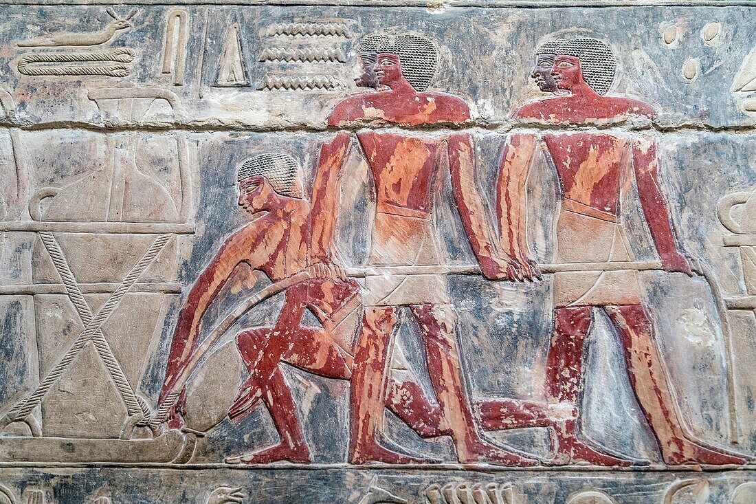 Farm work, bas-relief in the mastaba of kagemni, vizier during the reign of king teti, saqqara necropolis, region of memphis, former capital of ancient egypt, cairo, egypt, africa
