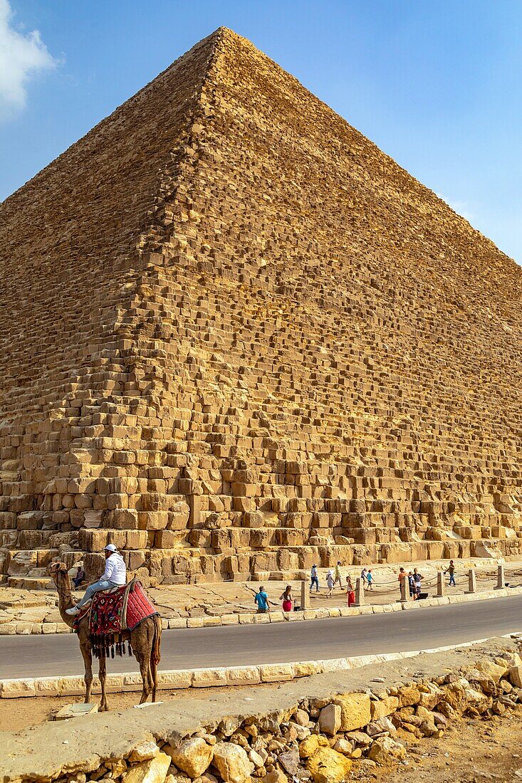 Camel in front of the cheops pyramid called the great pyramid, the biggest of all pyramids, cairo, egypt, africa