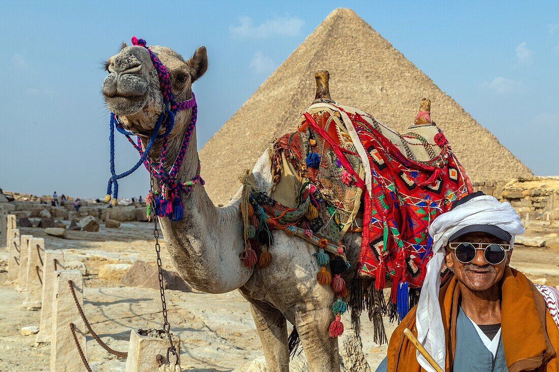 Camel in front of the cheops pyramid called the great pyramid, the biggest of all pyramids, cairo, egypt, africa