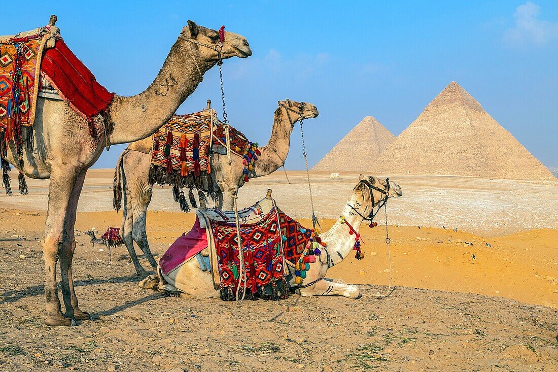 Camels in front of the pyramids of giza, cairo, egypt, africa