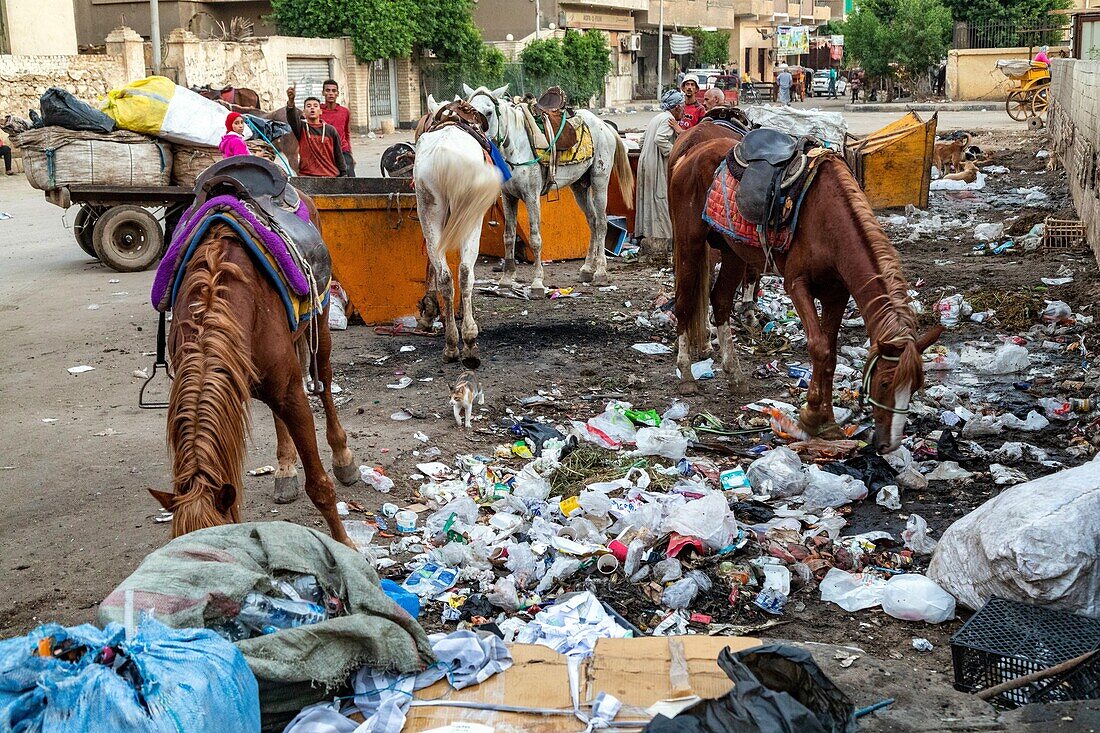 Pferde beim Fressen im Müll der Stadt am Fuße der Pyramiden von Gizeh, Kairo, Ägypten, Afrika