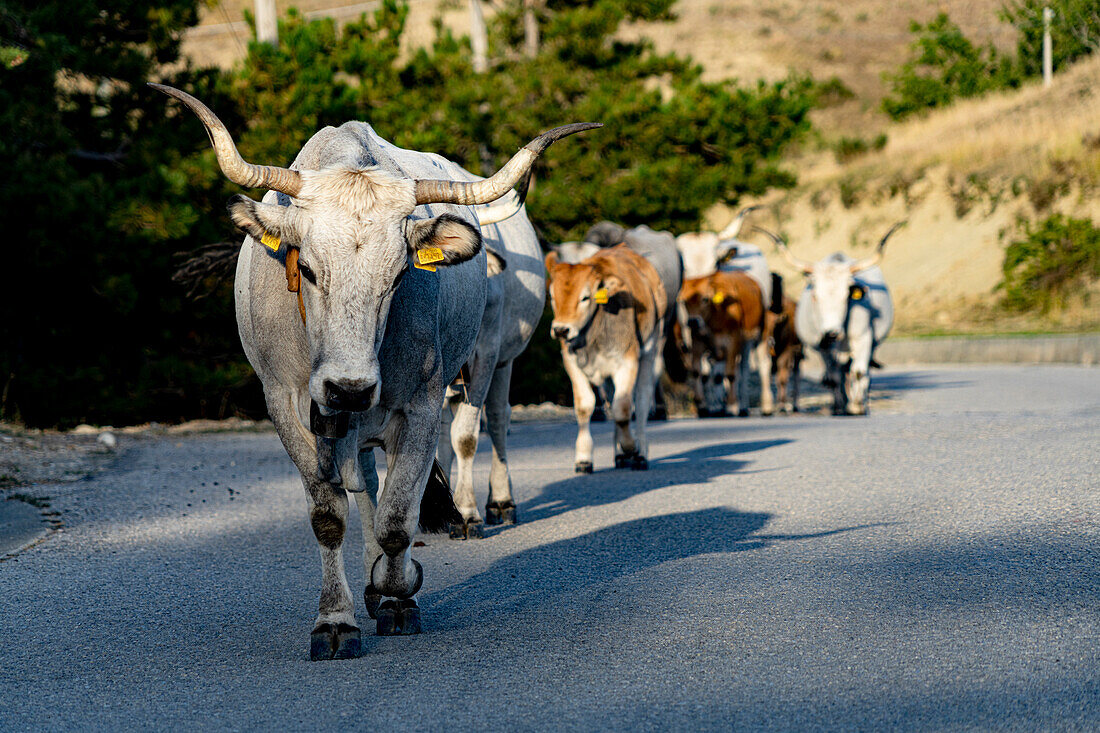 Transhumanz von Vieh auf einer Landstraße, Basilikata, Italien