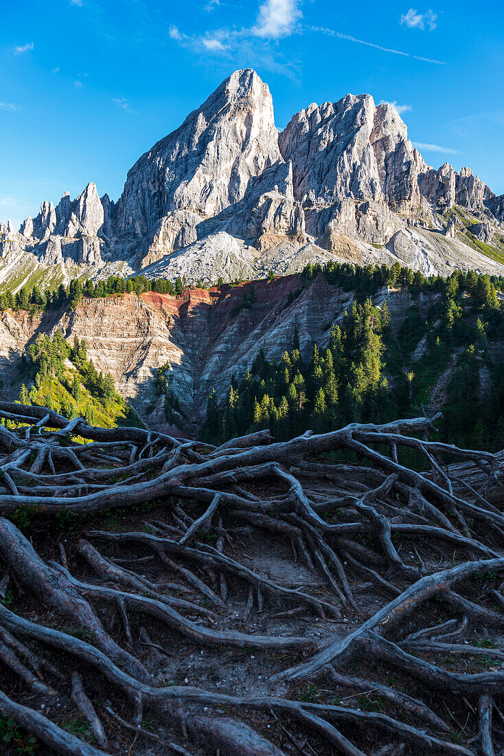 Blick auf das Sass de Putia-Massiv durch den Wald mit Wurzeln im Vordergrund, Passo delle Erbe, Dolomiten, Puez Geisler, Bezirk Bozen, Südtirol, Italien, Europa.
