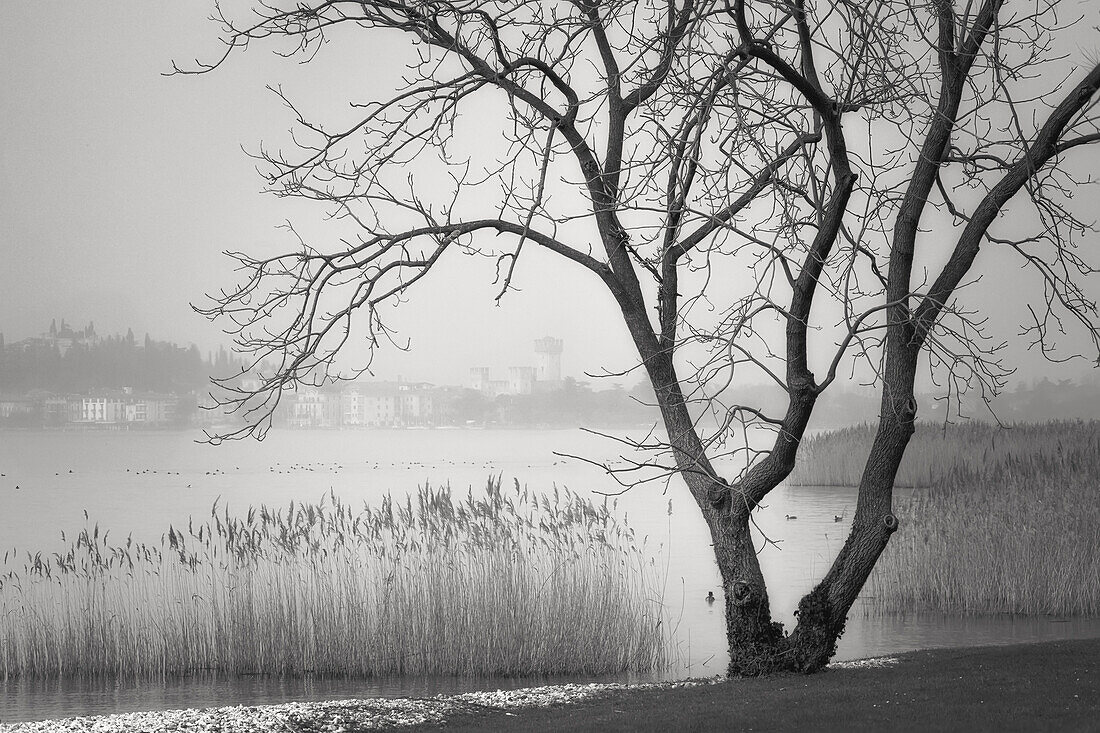 A typical wild cane thicket in the Garda Lake, Sirmione, Lombardia, Italy, black and white