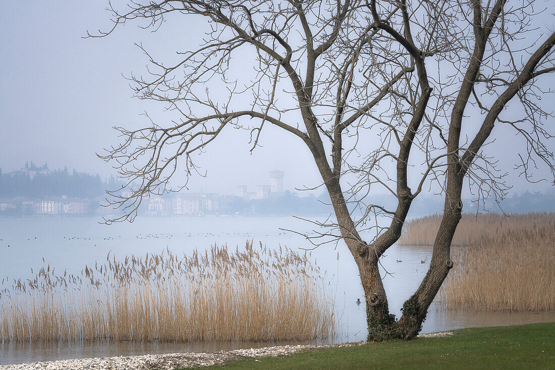 Ein typisches wildes Schilfdickicht am Gardasee, Sirmione, Lombardei, Italien; im Hintergrund das Scaligeri-Schloss auf der Halbinsel von Sirmione