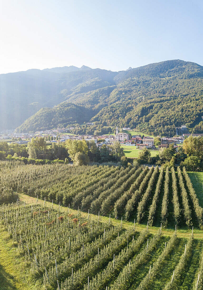 Grüne Apfelplantagen rund um ein Dorf, Valtellina, Provinz Sondrio, Lombardei, Italien