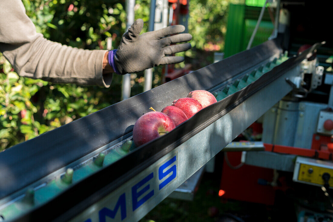 Worker picking apples from automatic machine arms during the harvest, Valtellina, Sondrio province, Lombardy, Italy