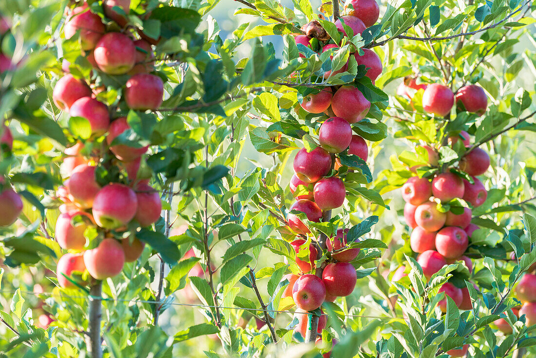 Rote Äpfel auf den Ästen eines Apfelbaums im Obstgarten, Valtellina, Provinz Sondrio, Lombardei, Italien